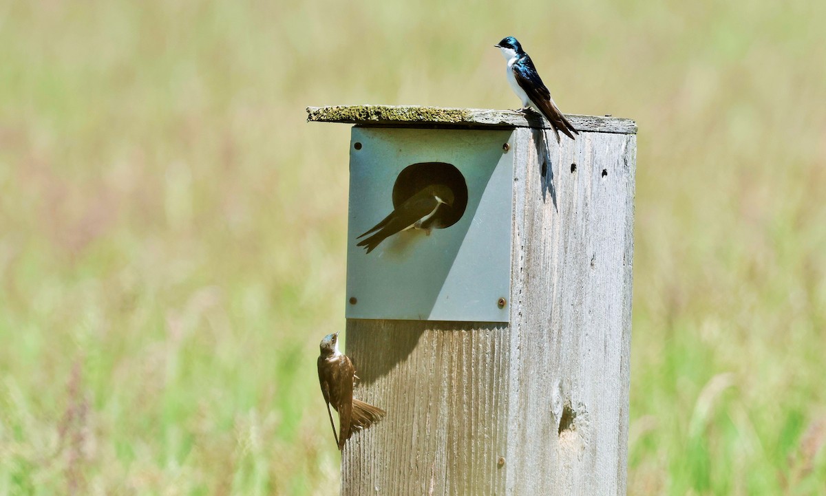 Tree Swallow - ML620630769