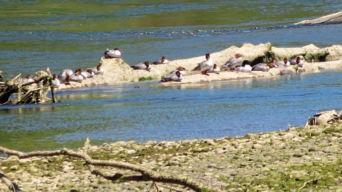 Common Merganser - ML620630770