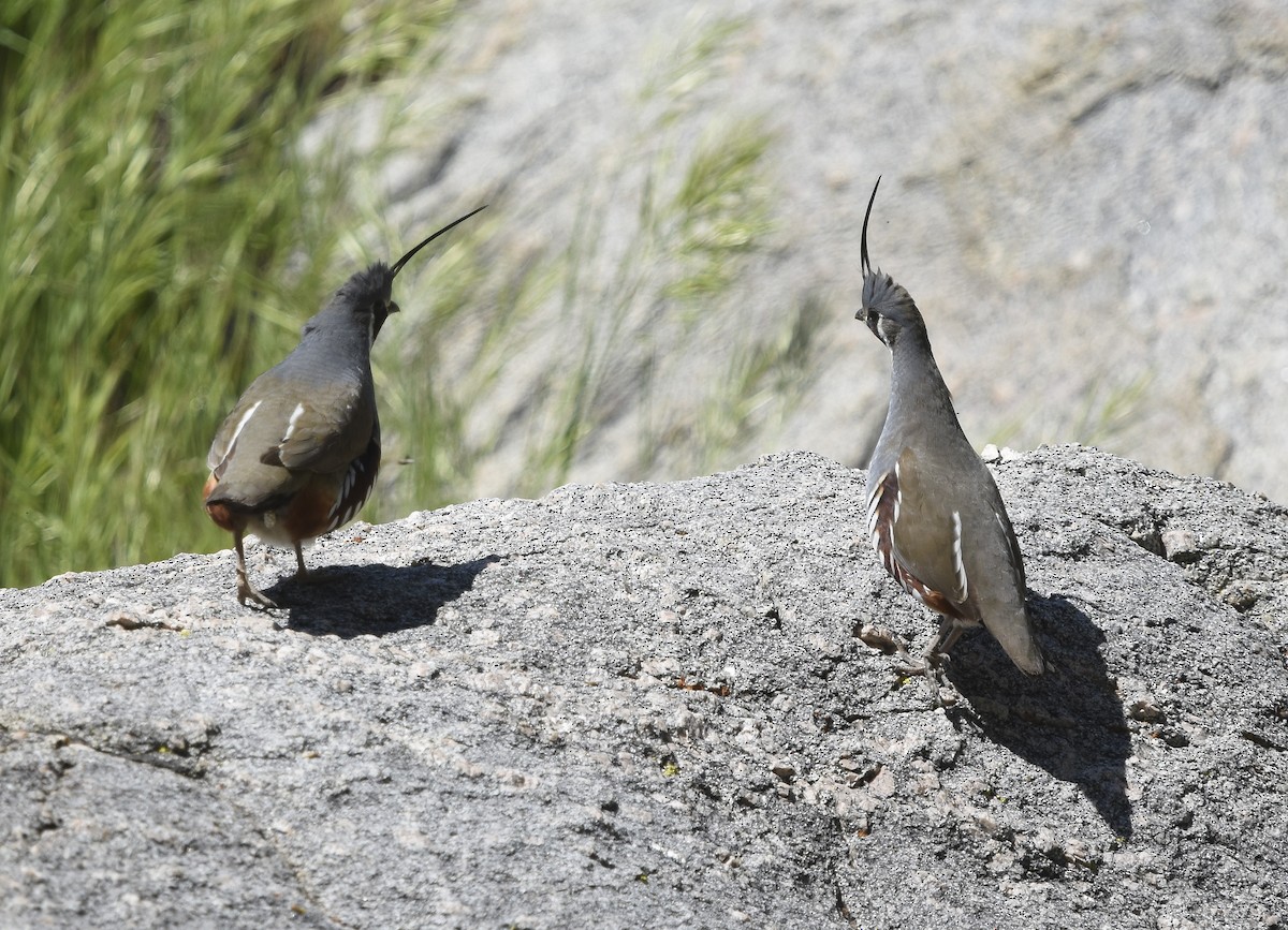 Mountain Quail - ML620630771