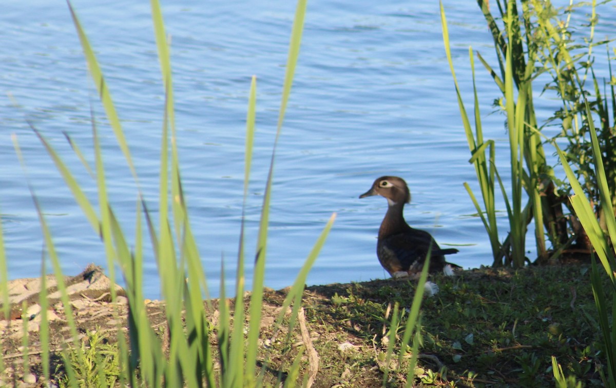 Wood Duck - ML620630773