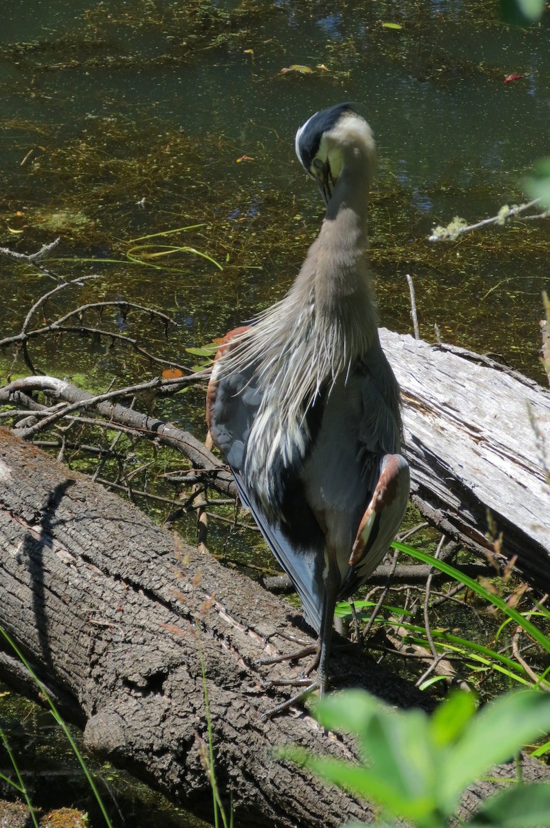 Garza Azulada - ML620630777