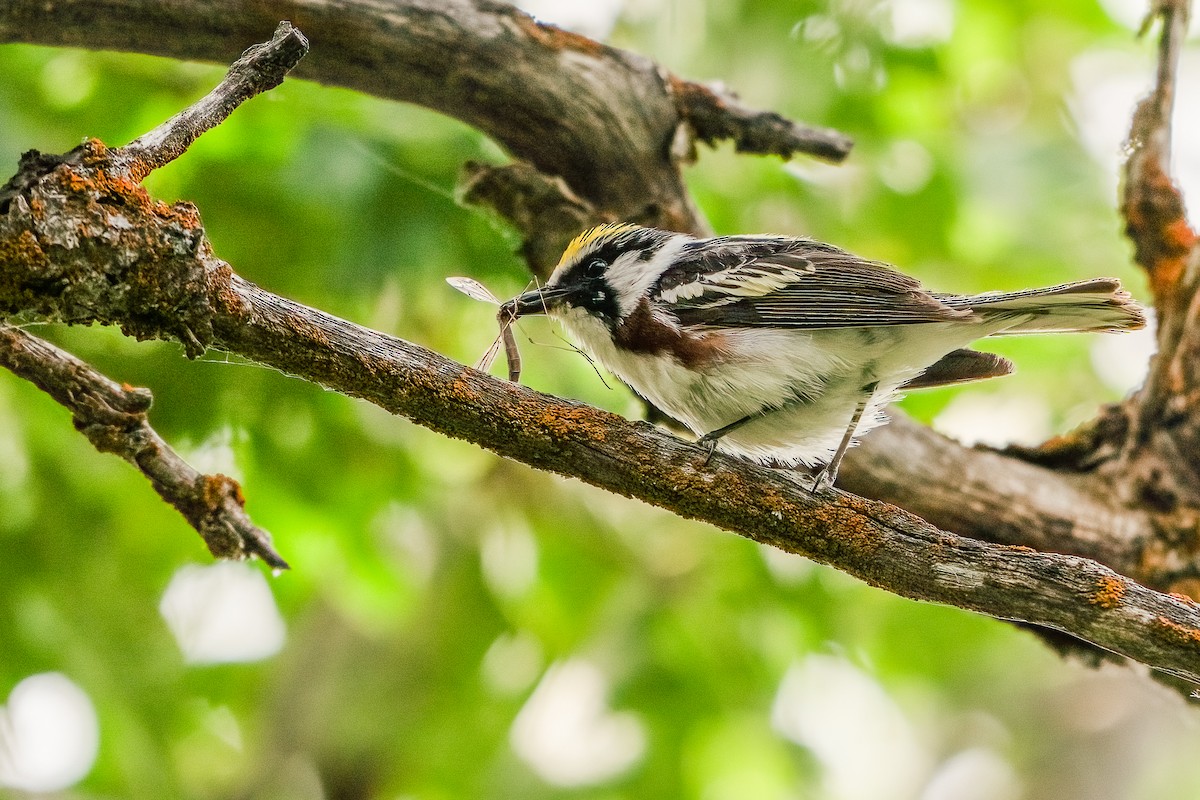 Chestnut-sided Warbler - ML620630787