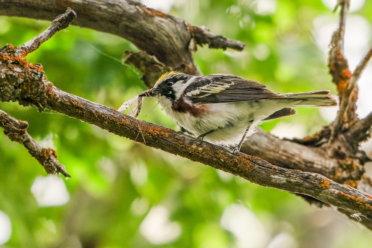 Chestnut-sided Warbler - Jeff Cooper