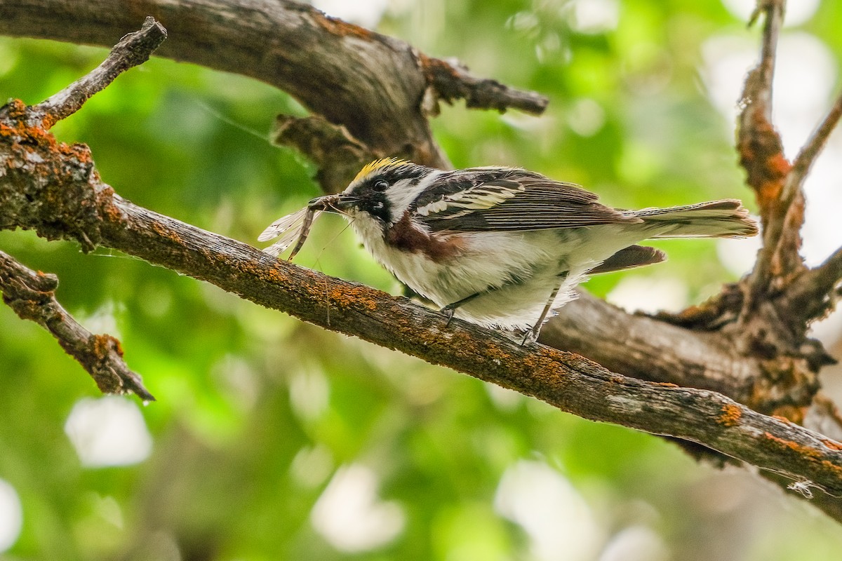 Chestnut-sided Warbler - ML620630789