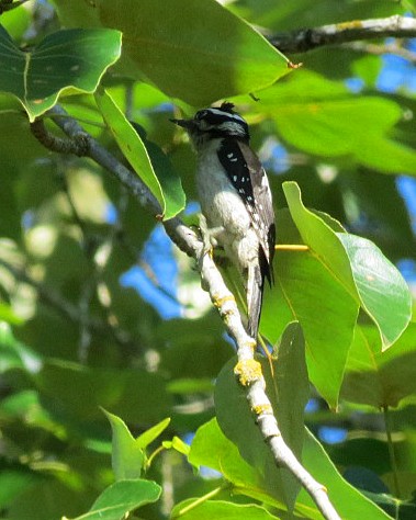 Downy Woodpecker (Pacific) - ML620630793