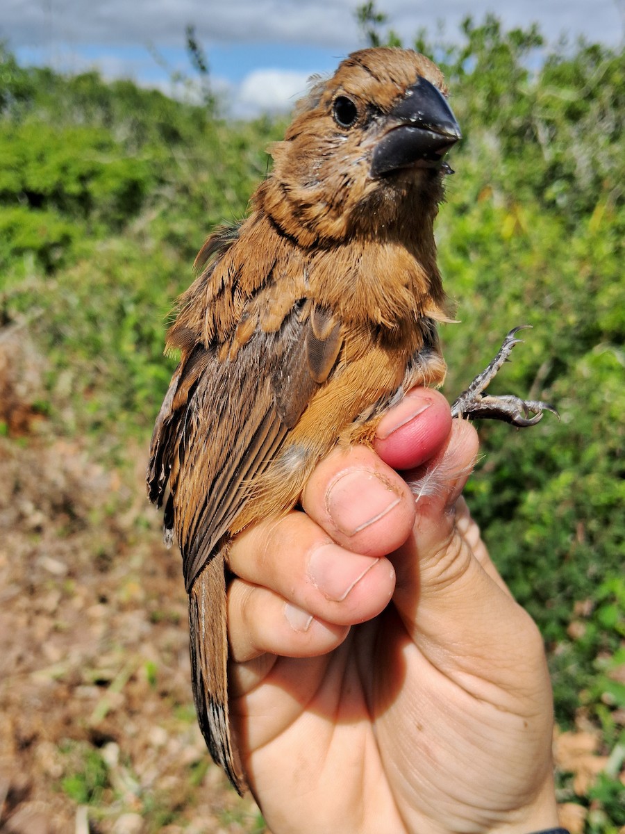 Ultramarine Grosbeak - Valeria Torrado