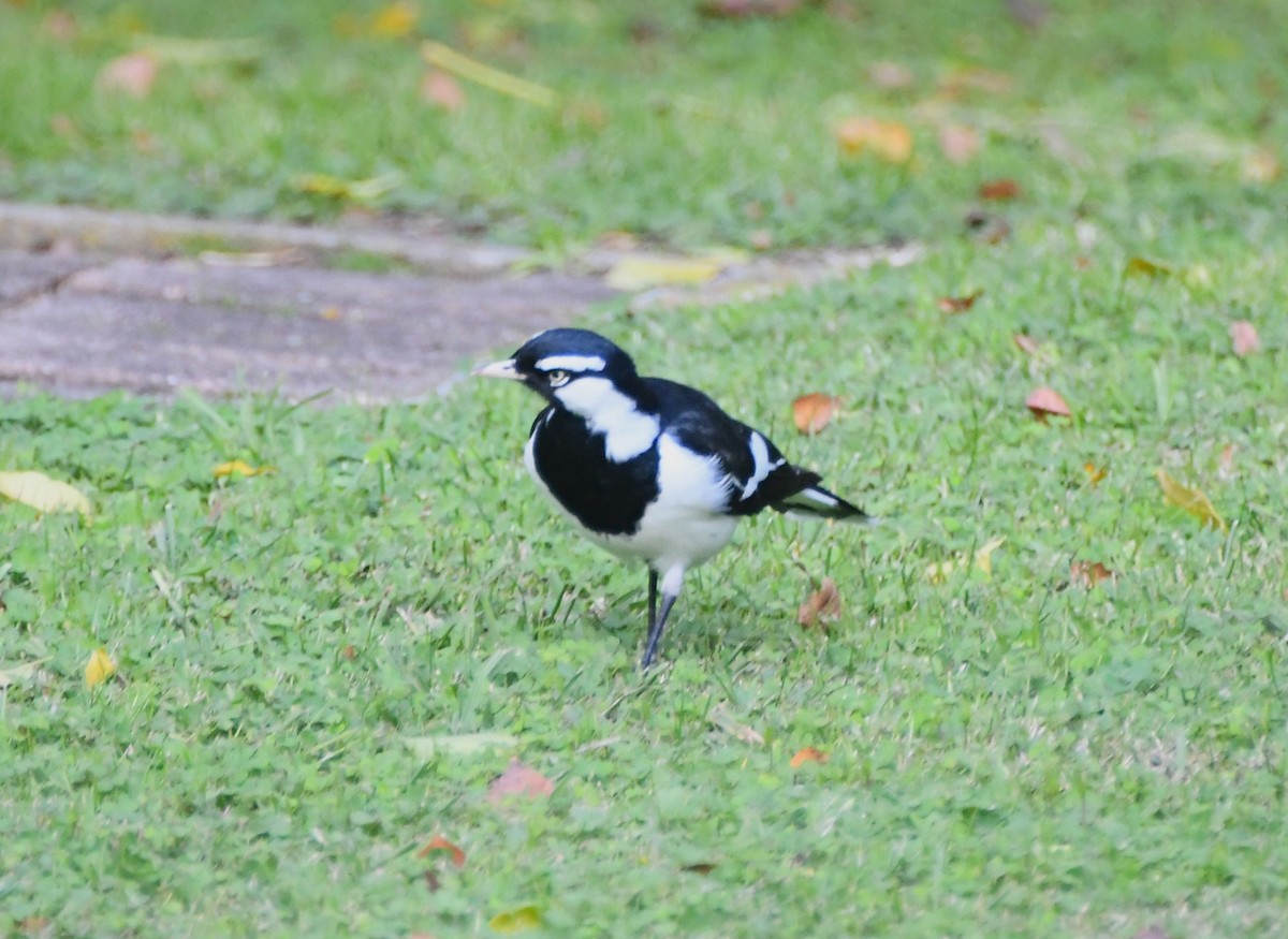 Magpie-lark - ML620630800