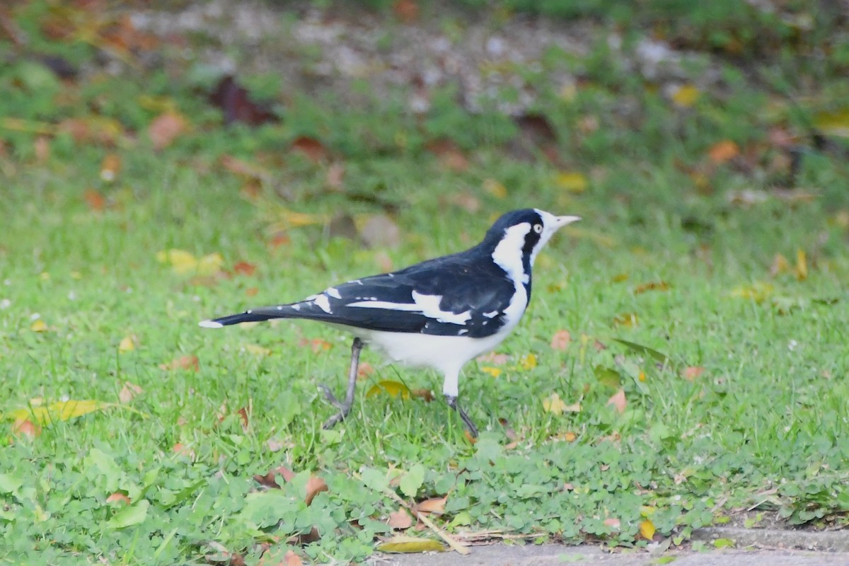 Magpie-lark - ML620630802