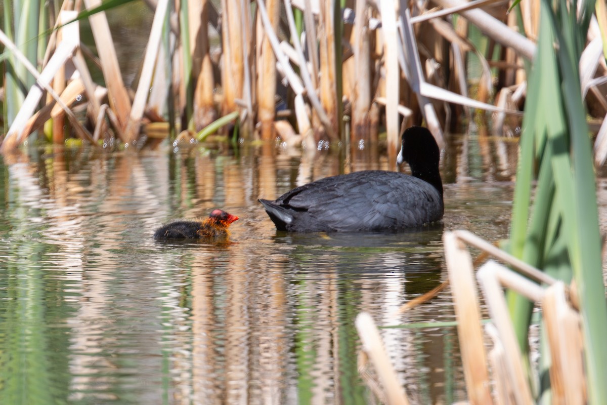 American Coot - Charles R. Smith