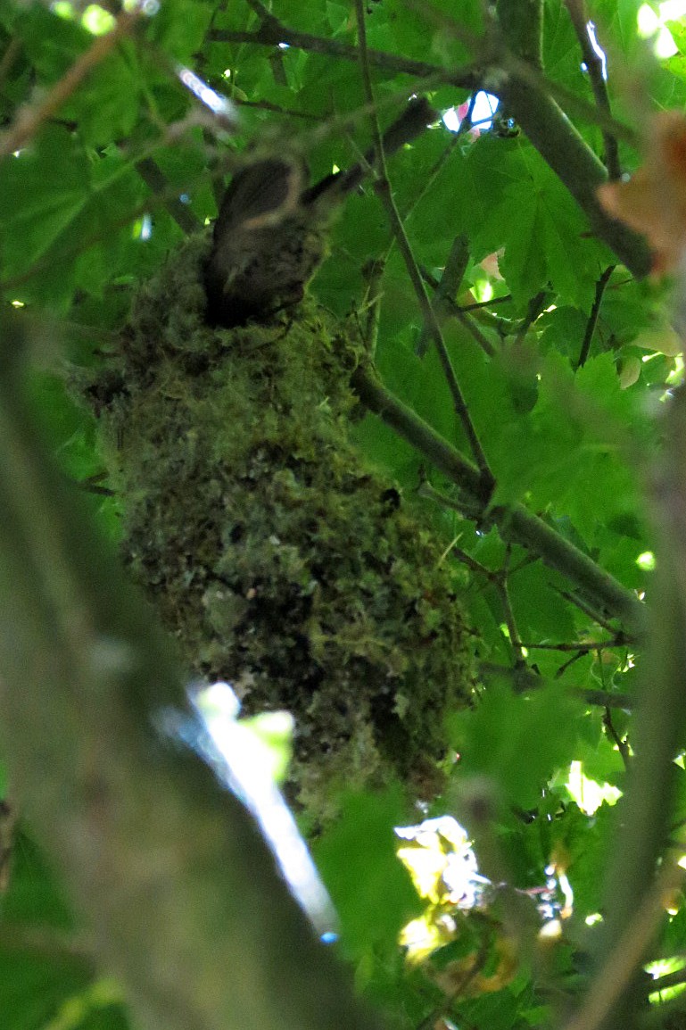 Bushtit - ML620630807