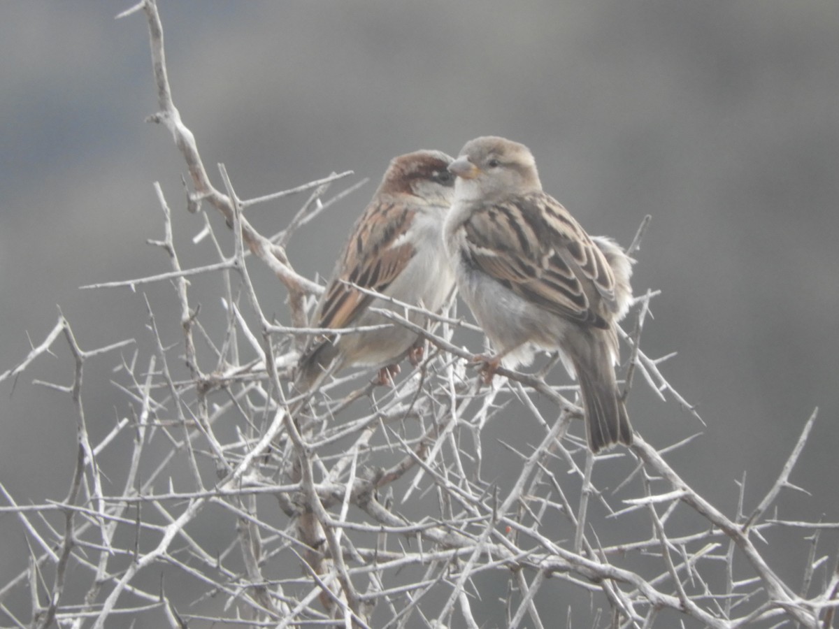 Moineau domestique - ML620630823