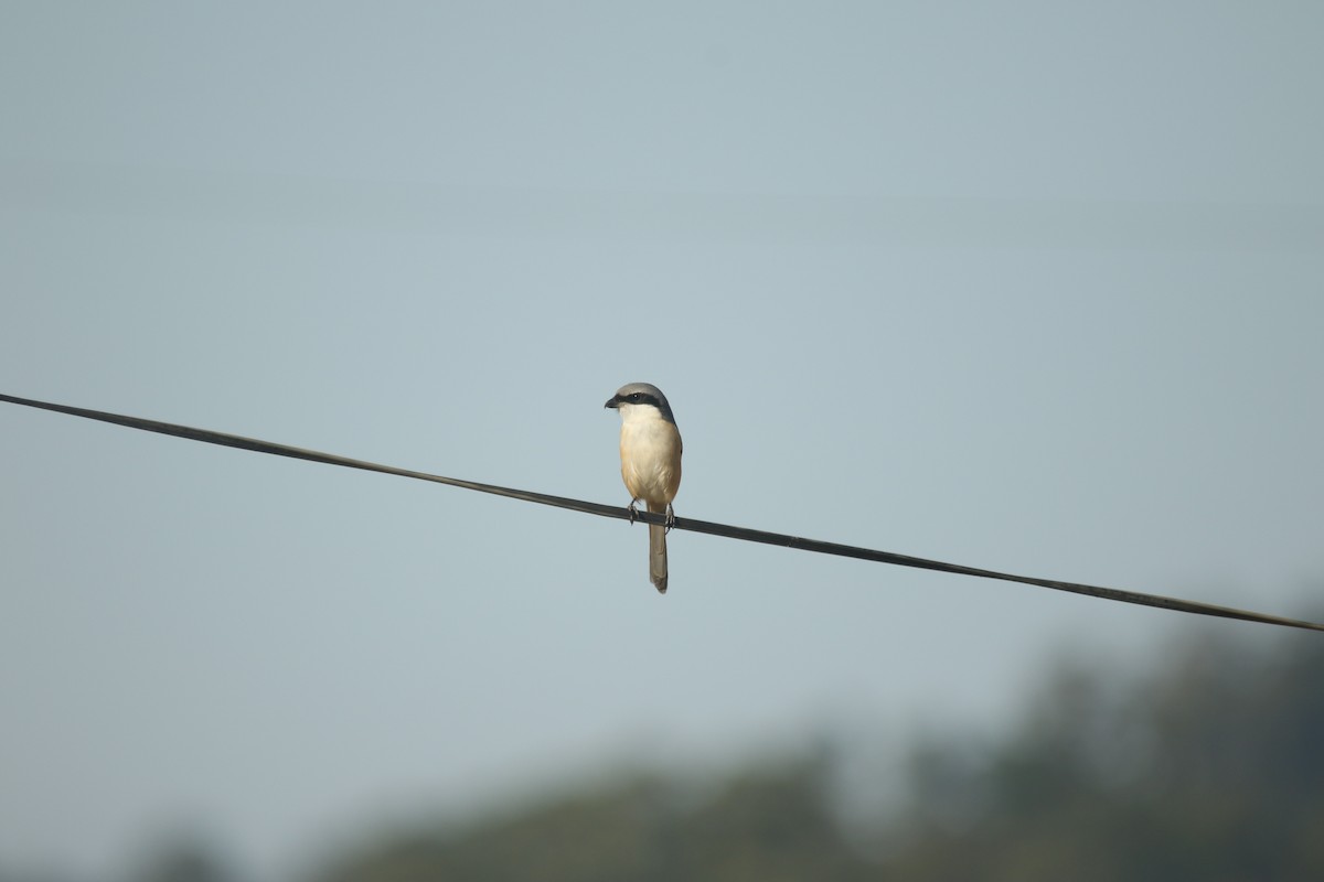 Gray-backed Shrike - ML620630825