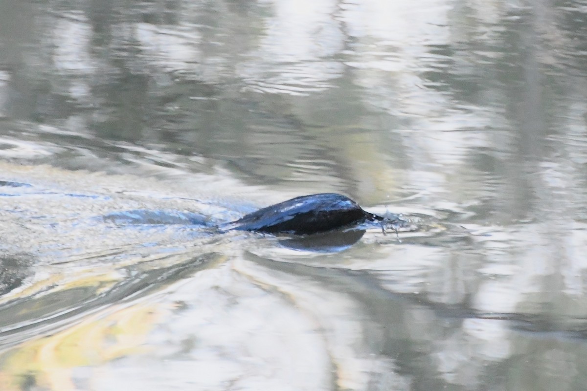 Little Black Cormorant - ML620630827