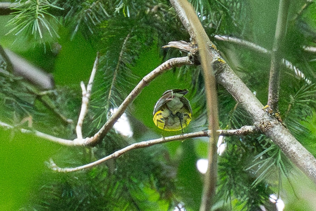 Magnolia Warbler - Ross Lockwood