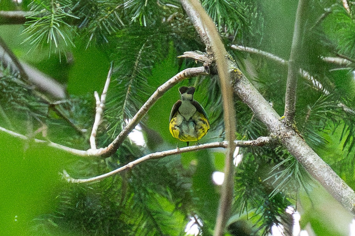 Magnolia Warbler - ML620630833