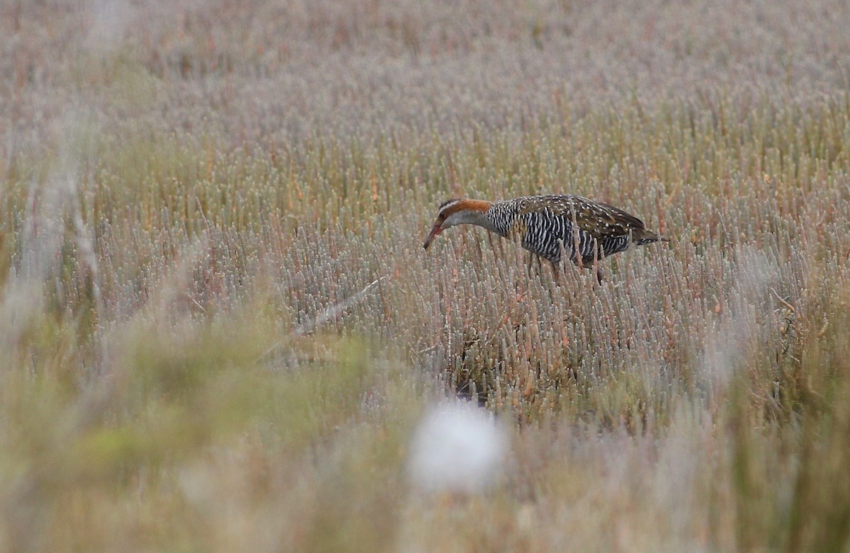 Buff-banded Rail - ML620630837