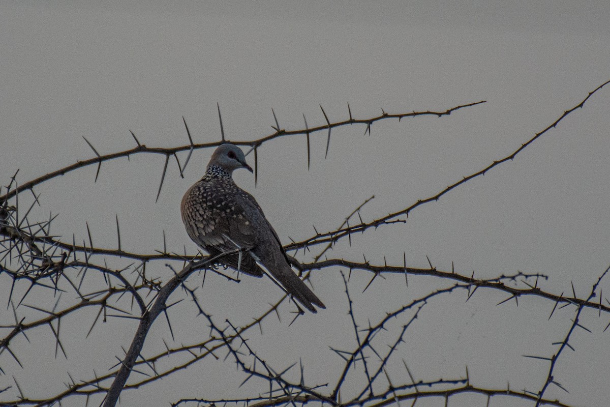 Spotted Dove - ML620630839