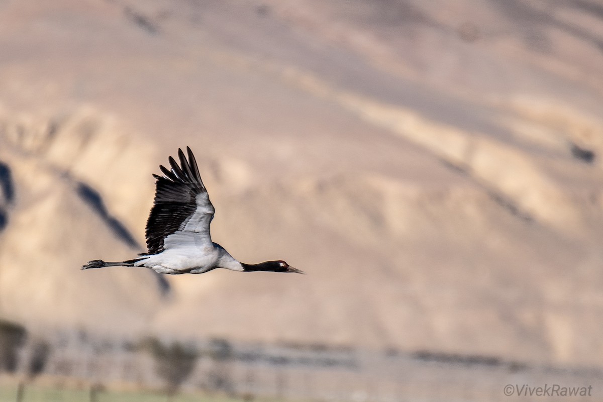 Black-necked Crane - ML620630841