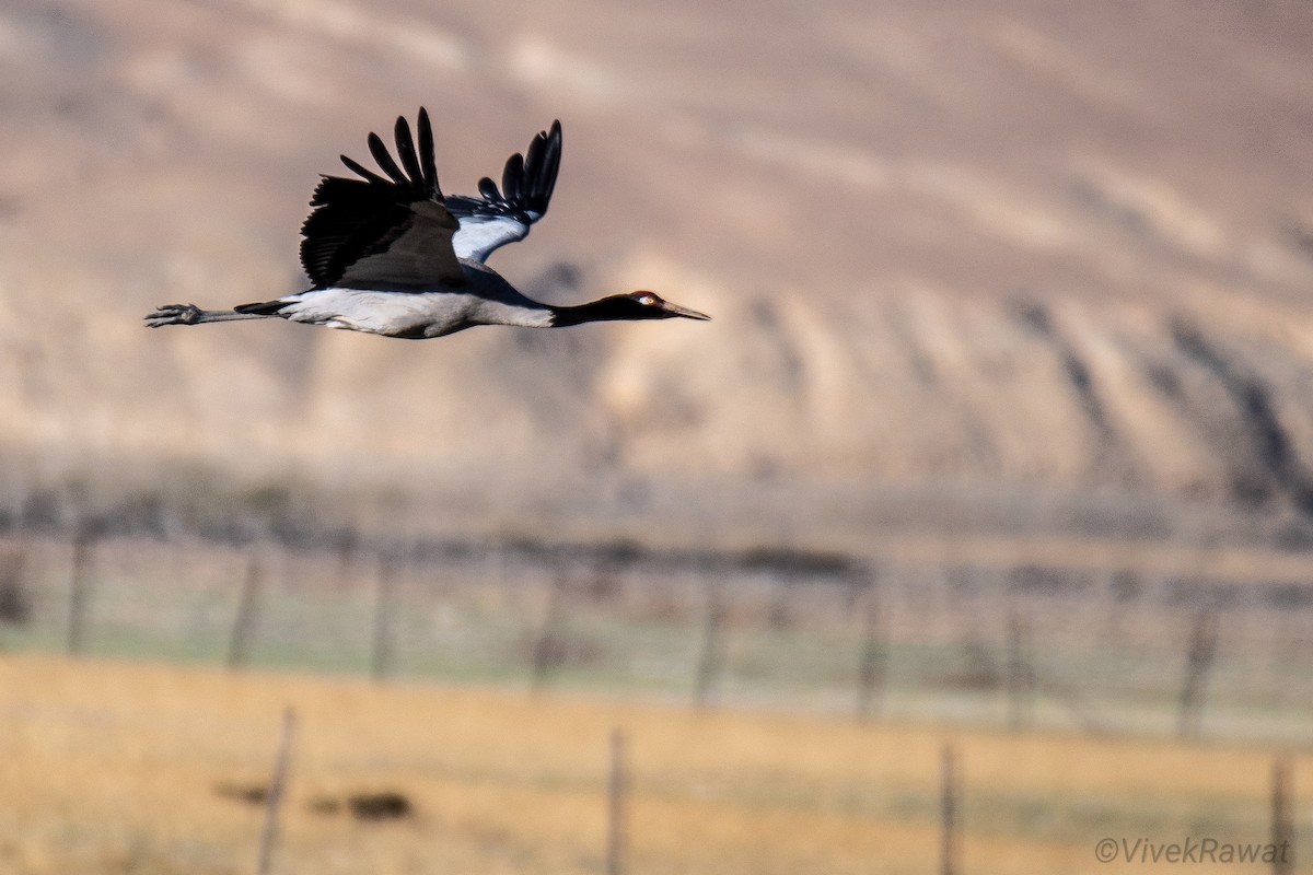 Grulla Cuellinegra - ML620630842