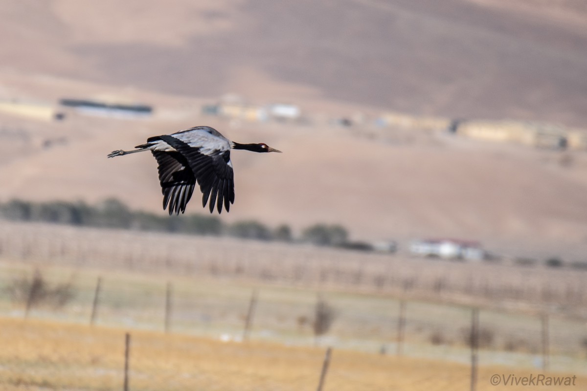 Black-necked Crane - ML620630844