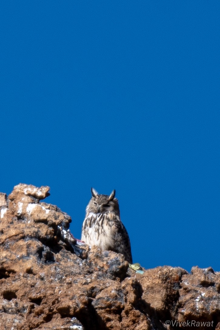 Eurasian Eagle-Owl - ML620630846