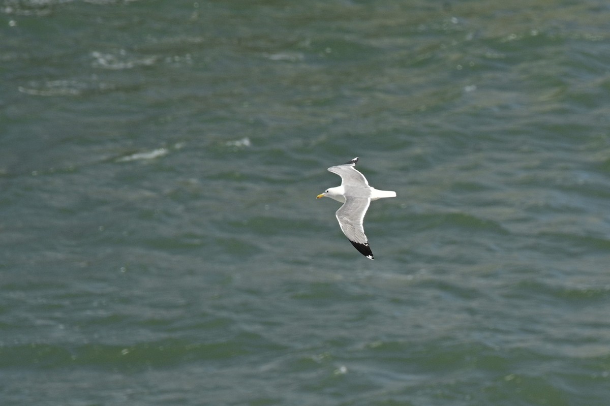 goéland ou mouette sp. - ML620630848