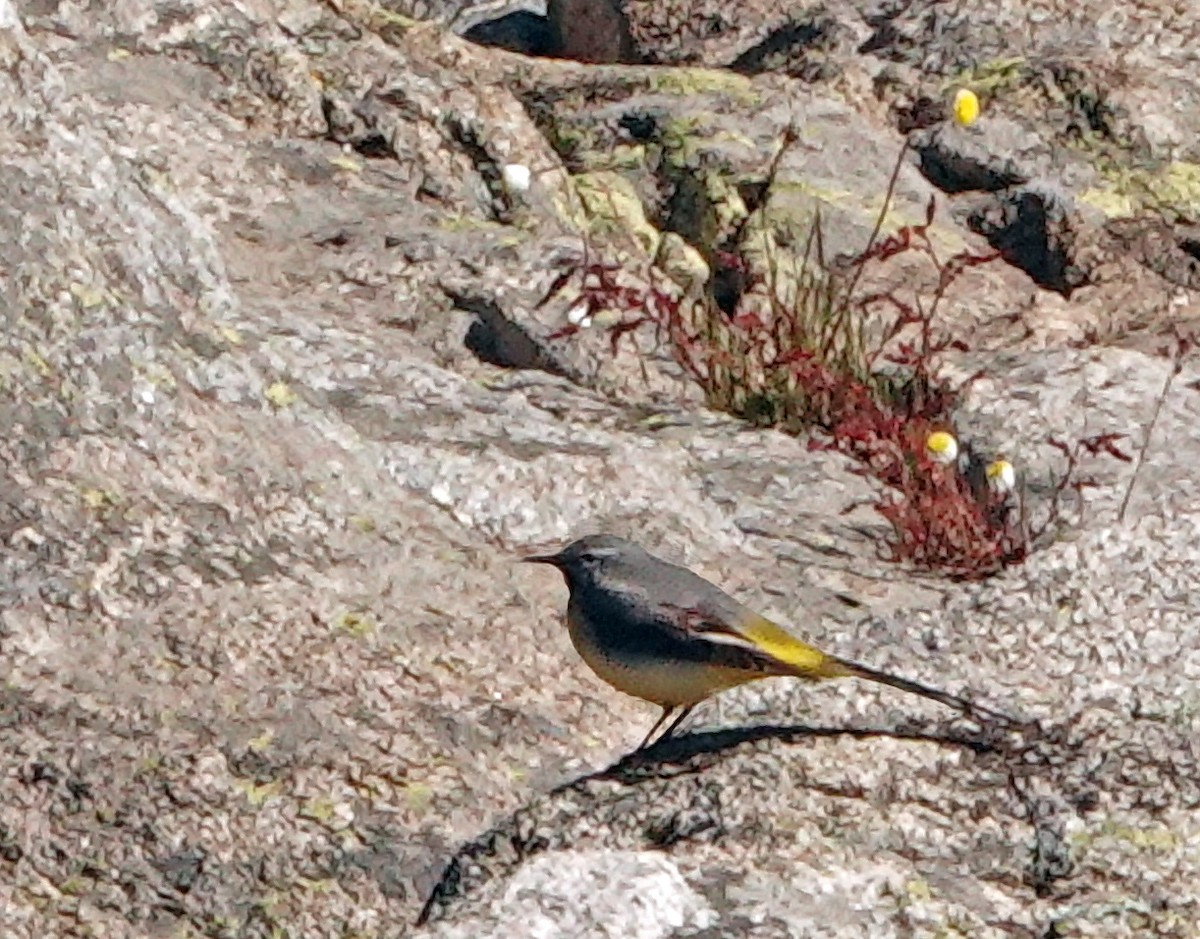 Gray Wagtail - ML620630849