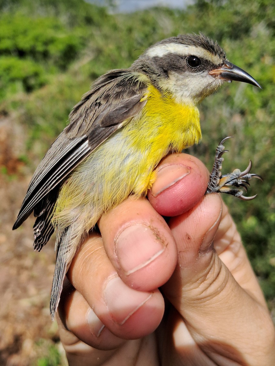 Sucrier à ventre jaune - ML620630853