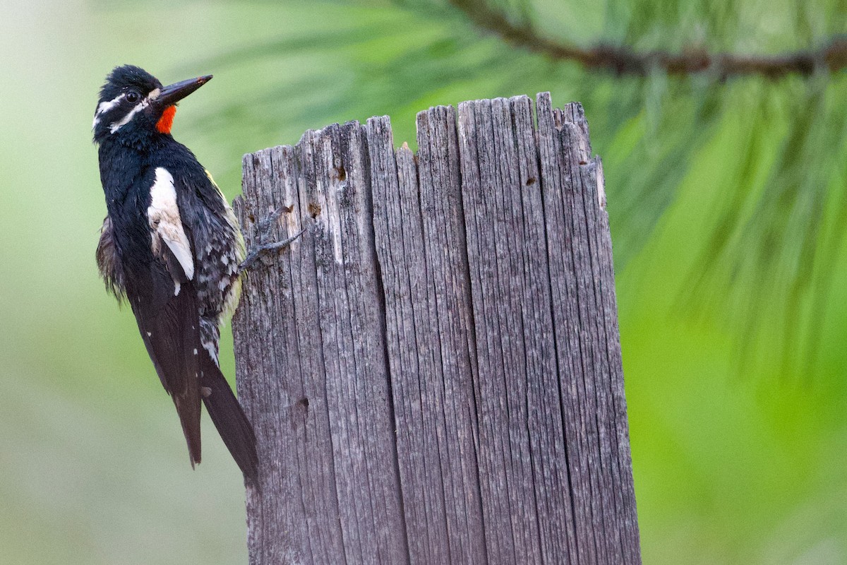 Williamson's Sapsucker - ML620630856