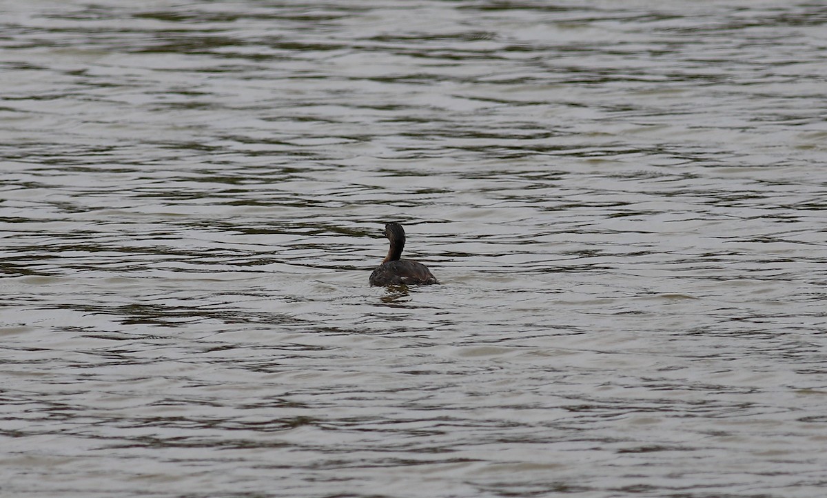 New Zealand Grebe - ML620630860