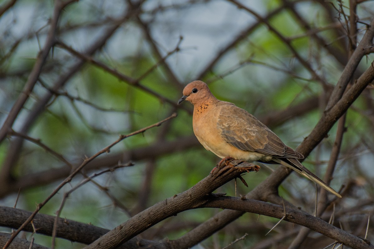 Tórtola Senegalesa - ML620630862