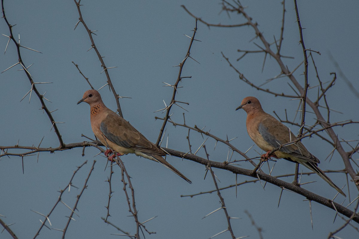 Tórtola Senegalesa - ML620630863