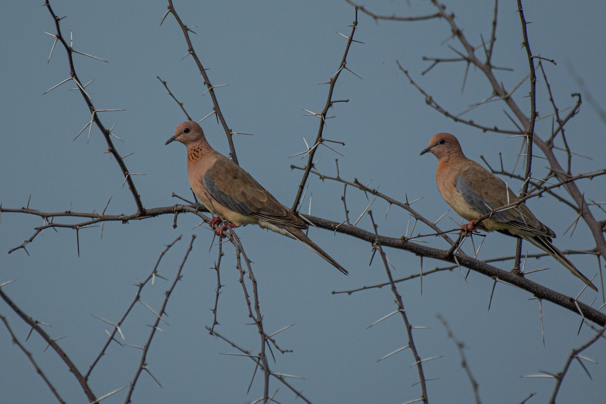 Tórtola Senegalesa - ML620630864