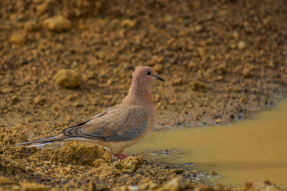 Tórtola Senegalesa - ML620630865