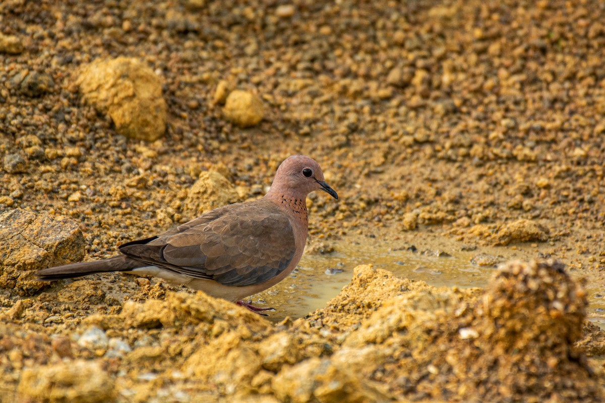 Laughing Dove - ML620630866