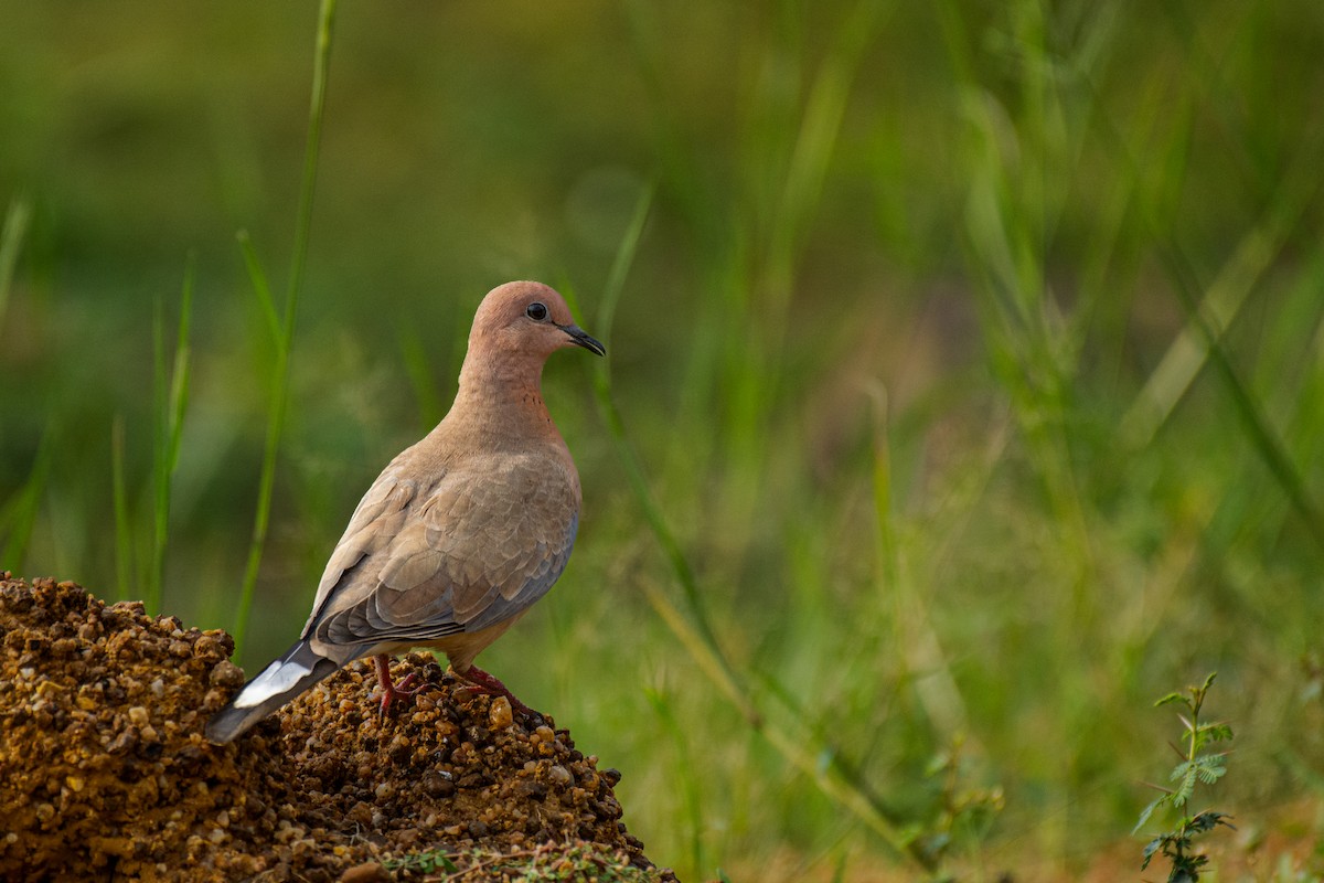 Tórtola Senegalesa - ML620630867