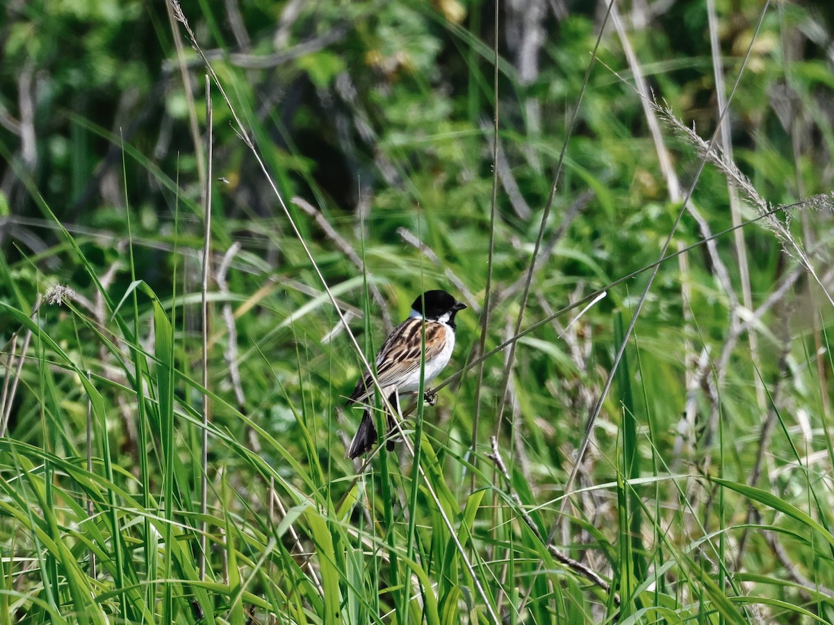 Reed Bunting - ML620630875