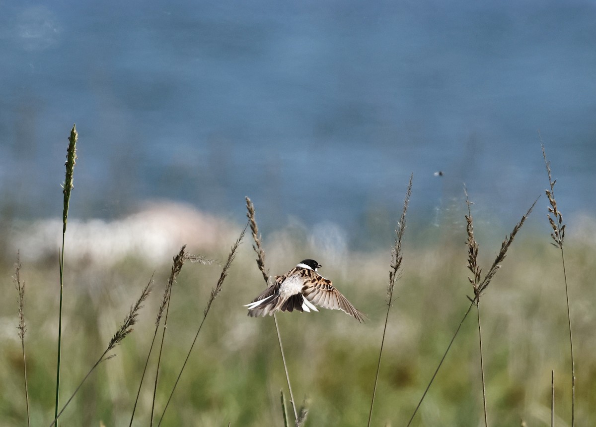 Reed Bunting - ML620630876