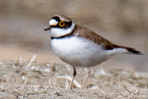 Little Ringed Plover - ML620630877