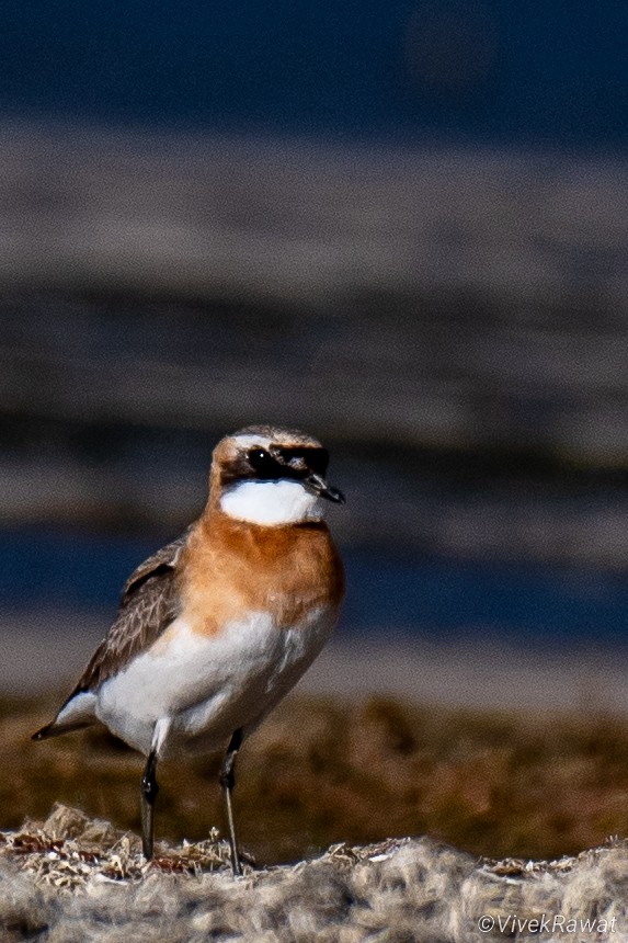 Tibetan Sand-Plover - ML620630878