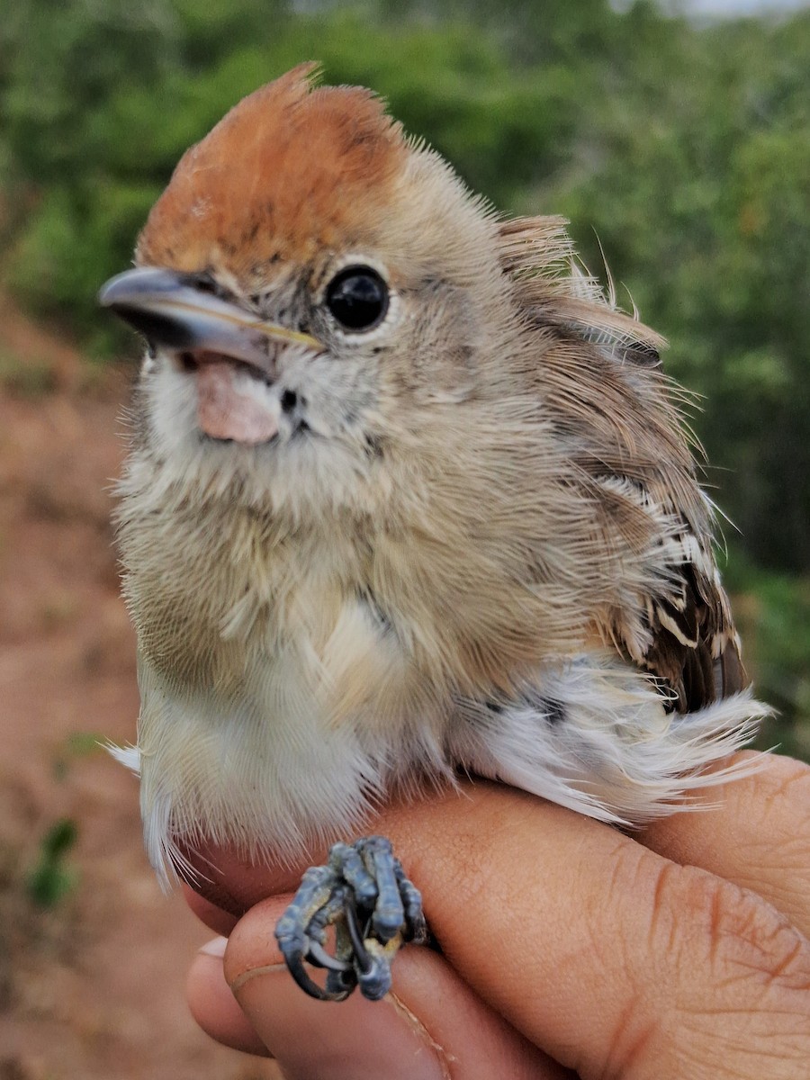 Silvery-cheeked Antshrike - ML620630879