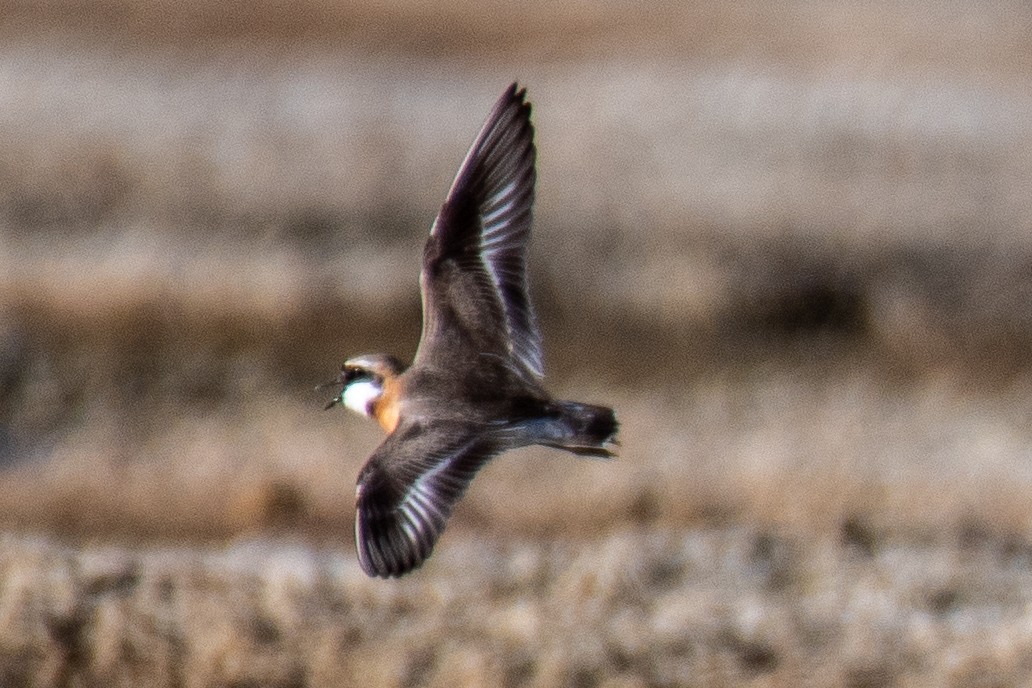 Tibetan Sand-Plover - ML620630880