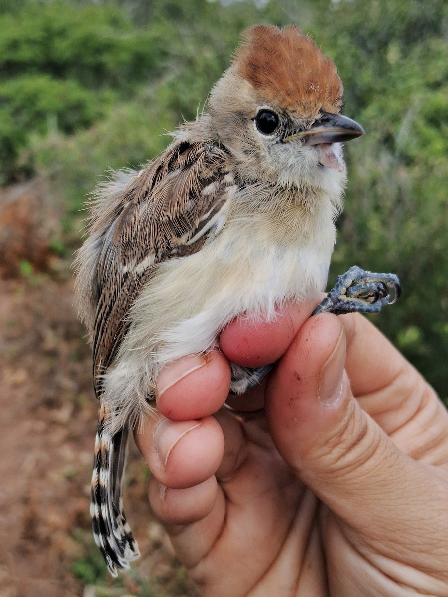 Silvery-cheeked Antshrike - ML620630882