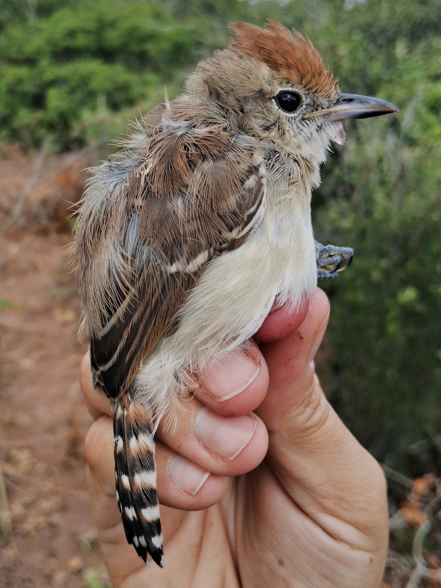 Silvery-cheeked Antshrike - ML620630883