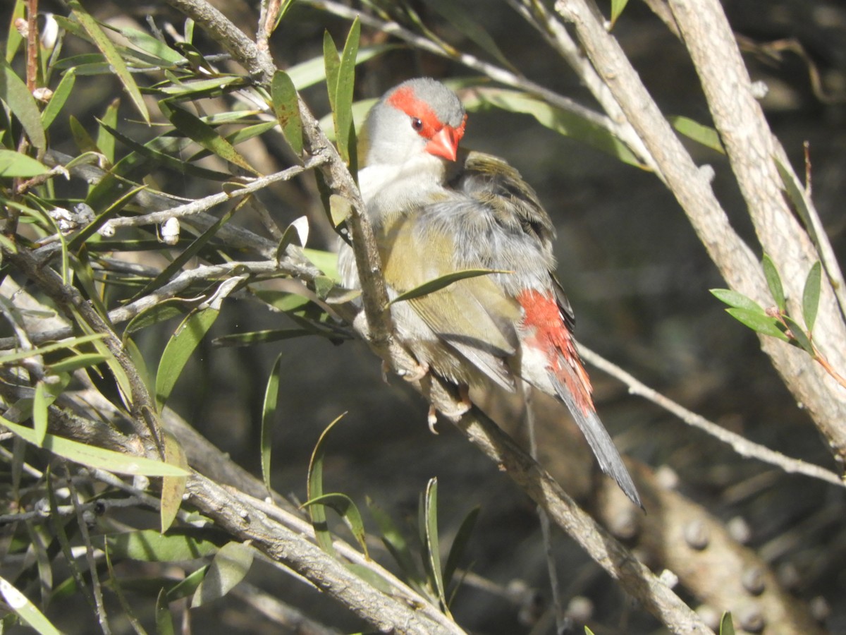 Red-browed Firetail - ML620630885