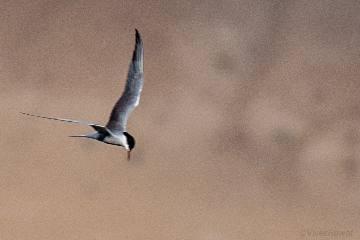 Common Tern - ML620630890