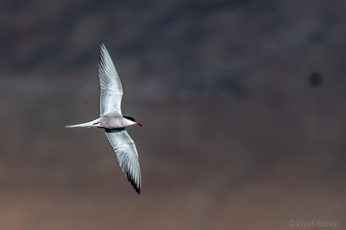 Common Tern - ML620630891