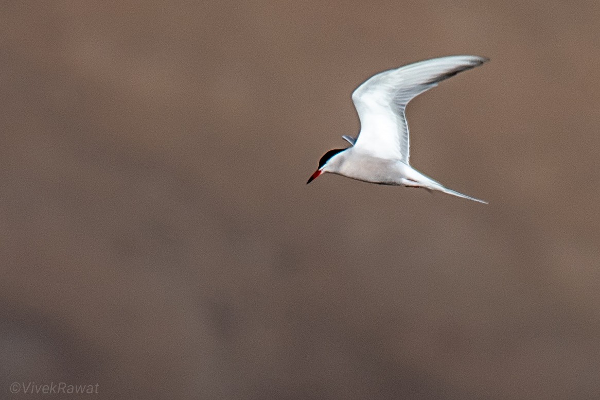 Common Tern - ML620630892