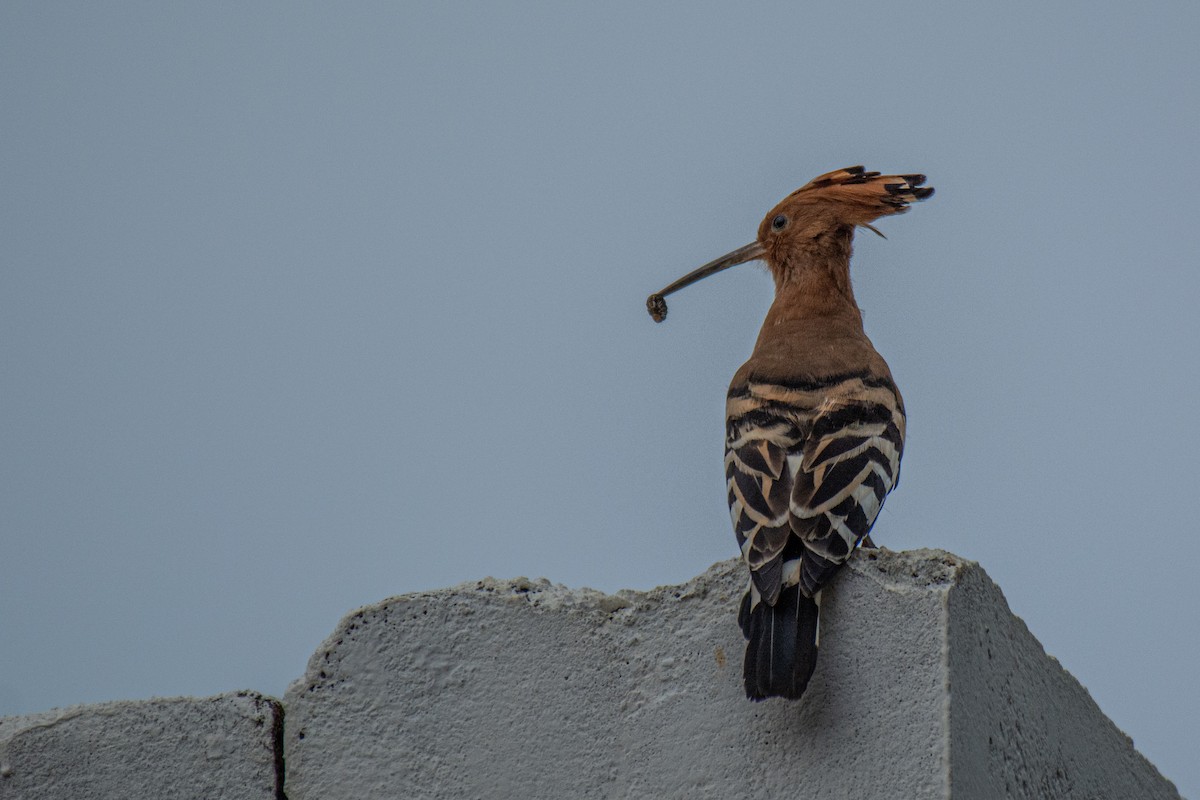 Eurasian Hoopoe - ML620630899