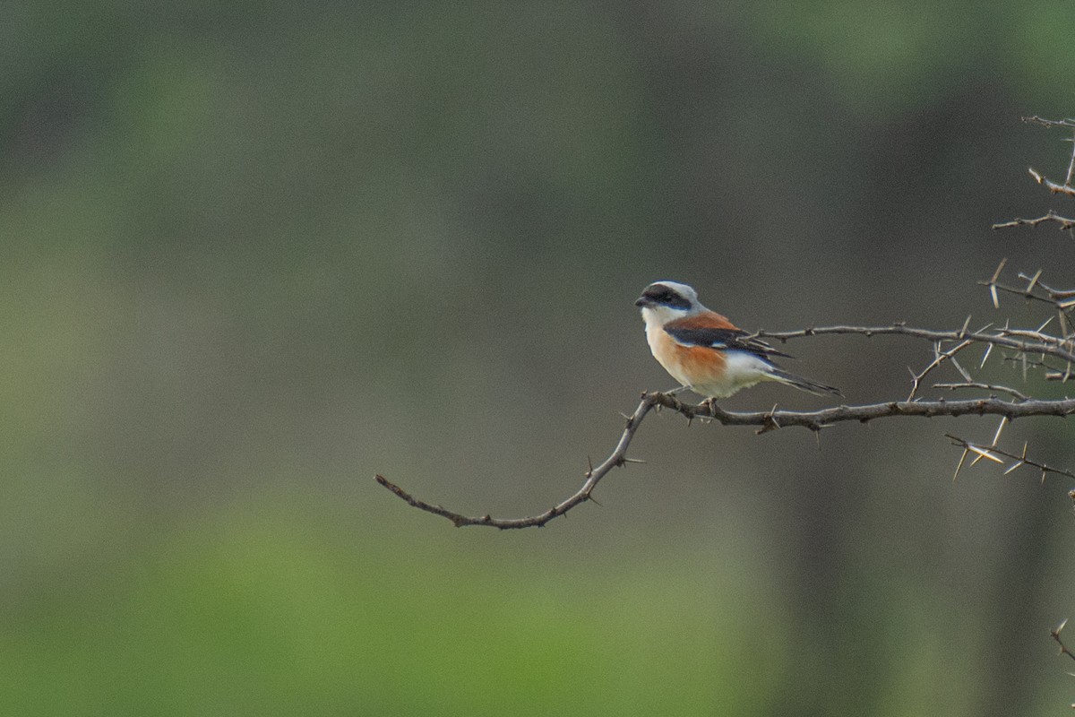 Bay-backed Shrike - ML620630902